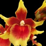 In Spike Miltonidium Pacific Waters 'Paul's Pride' (3.5” Pot)