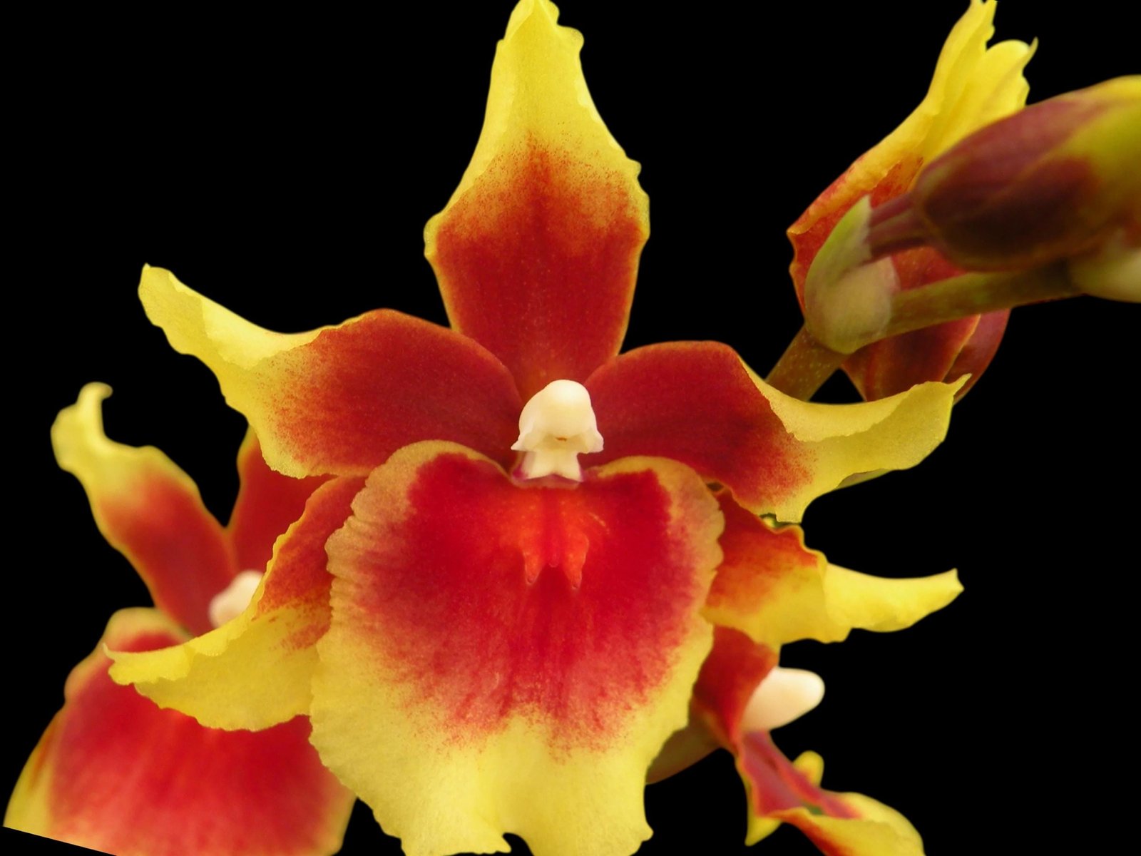 il_fullxfull.7631409188_n2co.jpg In Spike Miltonidium Pacific Waters 'Paul's Pride' (3.5” Pot) - Image 1