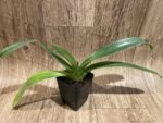 Paph. Big Island Green (In Charm Gold x In Charm Topaz) (3.5” pot) - Image 3