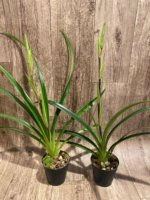 In Spike Phragmipedium longifolium 'Black As Night' × sib (3.5” pot) - Image 4
