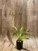 In Spike Fragrant Oncidium Pacific Sunrise 'Hakalau' (2" pot) - Image 5