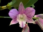 In Spike - Dendrobium Hawaiian Stripes (Mini Snowflake x Nida 'Stripes') Tall Canes (3.5” pot)
