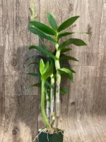 In Spike - Dendrobium Hawaiian Stripes (Mini Snowflake x Nida 'Stripes') Tall Canes (3.5” pot) - Image 4