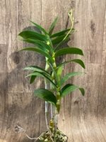 In Spike - Dendrobium Hawaiian Stripes (Mini Snowflake x Nida 'Stripes') Tall Canes (3.5” pot) - Image 6