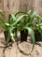 In Spike Miltoniopsis Herralexandre (3.5” Pot) - Image 6