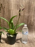 In Spike Colmanara Massai Red (3.5” pot) - Image 5