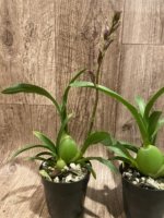 In Spike Colmanara Massai Red (3.5” pot) - Image 4