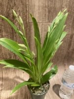 Quadruple Spikes Miltoniopsis Edie Brown (3.5" Pot) - Image 2