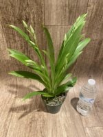 Quadruple Spikes Miltoniopsis Edie Brown (3.5" Pot) - Image 3