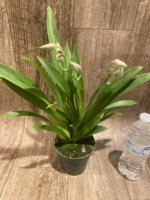 Triple Spikes Miltoniopsis Edie Brown (3.5" Pot) - Image 5