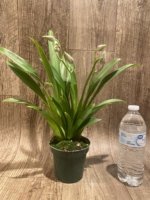 Triple Spikes Miltoniopsis Edie Brown (3.5" Pot) - Image 3