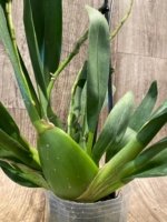 5 Spikes - Odontocidium Catatante ‘Sun King’ (3.5” pot) - Image 8