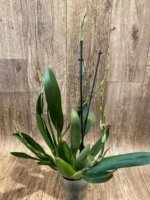 5 Spikes - Odontocidium Catatante ‘Sun King’ (3.5” pot) - Image 4