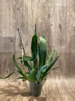 5 Spikes - Odontocidium Catatante ‘Sun King’ (3.5” pot) - Image 6