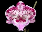 Double Spikes Phalaenopsis I-Hsin Pink Paradise (4.5" pot)