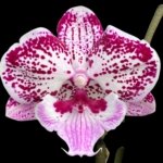 Double Spikes Phalaenopsis I-Hsin Pink Paradise (4.5" pot)
