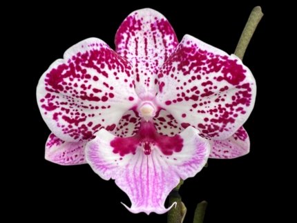 Double Spikes Phalaenopsis I-Hsin Pink Paradise (4.5" pot)
