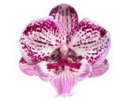 Double Spikes Phalaenopsis I-Hsin Pink Paradise (4.5" pot) - Image 2