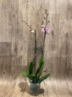 Double Spikes Phalaenopsis I-Hsin Pink Paradise (4.5" pot) - Image 6