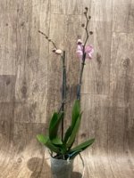 Double Spikes Phalaenopsis I-Hsin Pink Paradise (4.5" pot) - Image 5