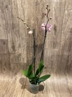 Double Spikes Phalaenopsis I-Hsin Pink Paradise (4.5" pot) - Image 7