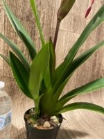 In Spike Phragmipedium Demetria (sargentianum × caudatum warszewiczianum) (3.5” pot) - Image 9