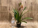 In Spike Phragmipedium Demetria (sargentianum × caudatum warszewiczianum) (3.5” pot) - Image 6
