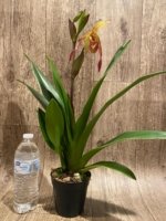 In Spike Phragmipedium Demetria (sargentianum × caudatum warszewiczianum) (3.5” pot) - Image 8