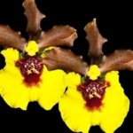 Fragrant Oncidium croesus Full Pot Blooming Size (2” Pot)