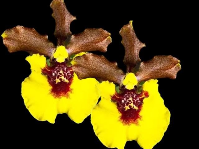 il_fullxfull.7641266440_1krc.jpg Fragrant Oncidium croesus Full Pot Blooming Size (2” Pot) - Image 1