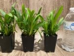 Fragrant Oncidium croesus Full Pot Blooming Size (2” Pot) - Image 5