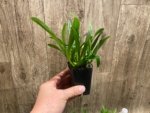 Fragrant Oncidium croesus Full Pot Blooming Size (2” Pot) - Image 7