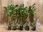 Dendrobium amethystoglossum x sib 4-5 Canes (2” pot) - Image 2