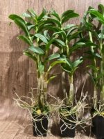 Dendrobium amethystoglossum x sib 4-5 Canes (2” pot) - Image 5