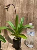 In Spike Paphiopedilum Charlene (2” Pot) - Image 10