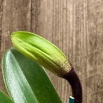 In Spike Paphiopedilum  (Danella x Kimberley Szabo) × Mem. Kevin Hipkins (3.5” pot)