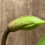 In Spike Paphiopedilum Gratrixianum x Winstear) x (Amanda x Invasion) (3.5” pot)