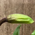 In Spike Paphiopedilum Millenium x (Sheldrake x Beverley Rhodes (3.5” pot)
