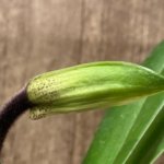 In Spike Paphiopedilum Magic Szabo x Giratrixianum (3.5” pot)