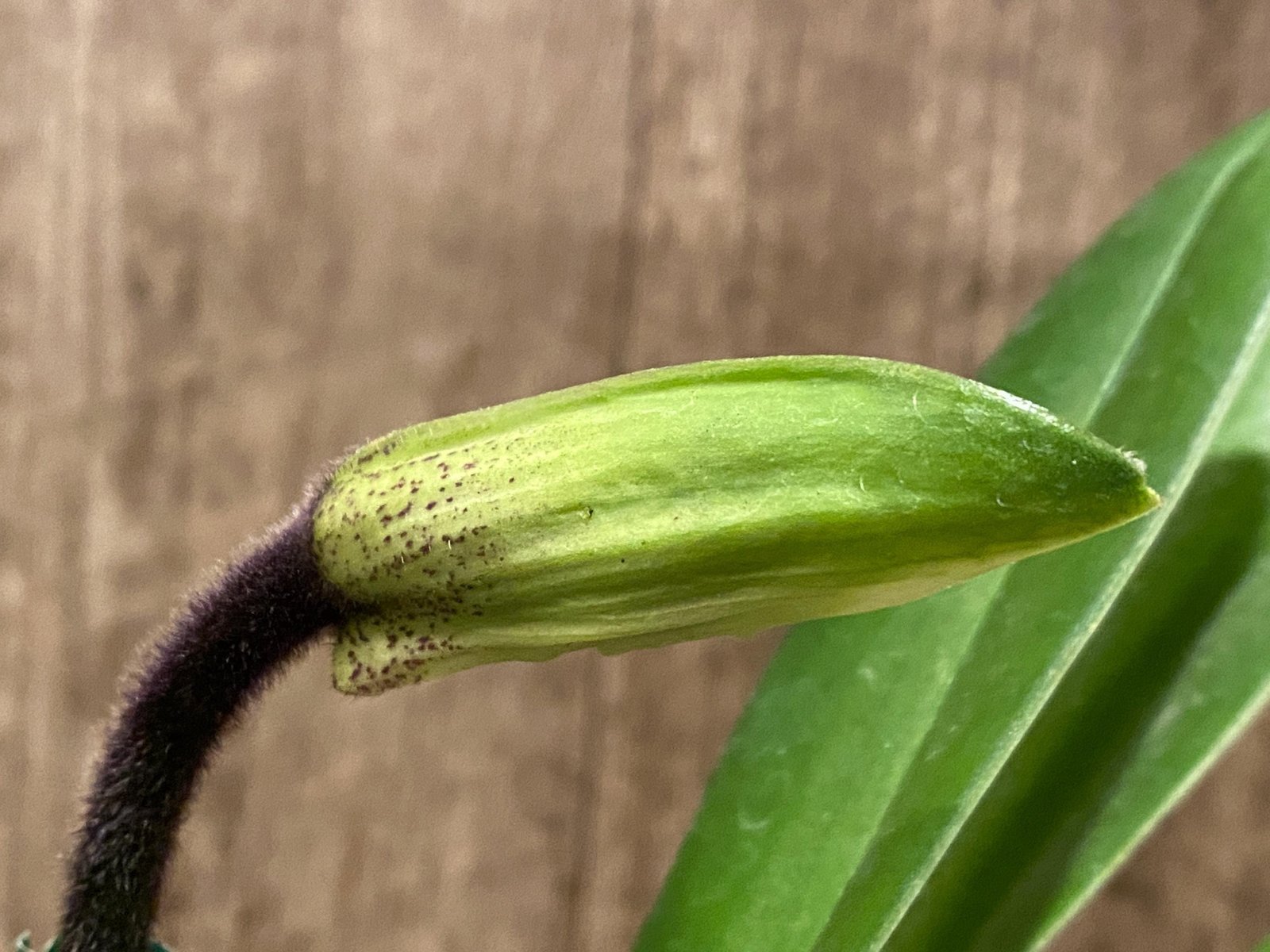 il_fullxfull.7641606340_ml22.jpg In Spike Paphiopedilum Magic Szabo x Giratrixianum (3.5” pot) - Image 1