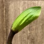 In Spike Paphiopedilum Big Island Love x Big Island Zoo (3.5” pot)