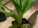 In Spike Paphiopedilum Big Island Love x Big Island Zoo (3.5” pot) - Image 7