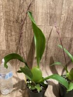 In Spike Colmanara Cheeta 'Gold' (3.5” pot) - Image 5