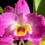 In Buds  - Dendrobium Den. Spring Bell x Red Emporor 'Prince* (3.5” pot)