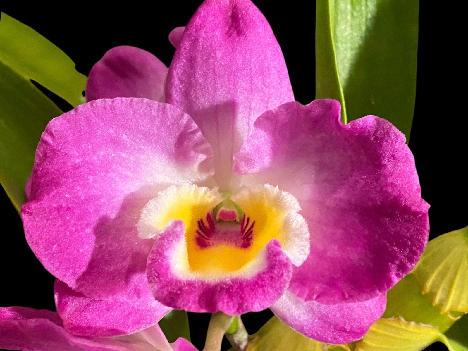 il_fullxfull.7641726528_aay4.jpg In Buds - Dendrobium Den. Spring Bell x Red Emporor 'Prince* (3.5” pot) - Image 1