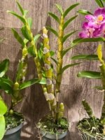 In Buds  - Dendrobium Den. Spring Bell x Red Emporor 'Prince* (3.5” pot) - Image 8