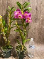 In Buds  - Dendrobium Den. Spring Bell x Red Emporor 'Prince* (3.5” pot) - Image 9