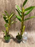 In Buds  - Dendrobium Love Charm ‘Famous’ (3.5” pot) - Image 3