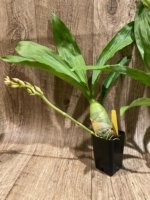 In Spike Monnierara Millennium Magic ‘Witchcraft’ - Black Orchid (2.25” Pot) - Image 4