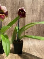 In Spike Paph. Winston Churchill 'Indomitabie' FCC/AOS x Paph. Jeanna Marie ‘Sparkle’ (3.5' pot) - Image 6